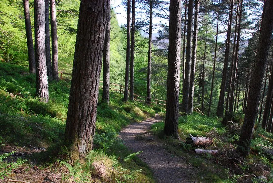 A winding dirt path stretches through a sun-dappled forest, surrounded by tall pine trees and lush green undergrowth. Sunlight filters through the canopy, creating patches of light and shadow on the path and foliage.