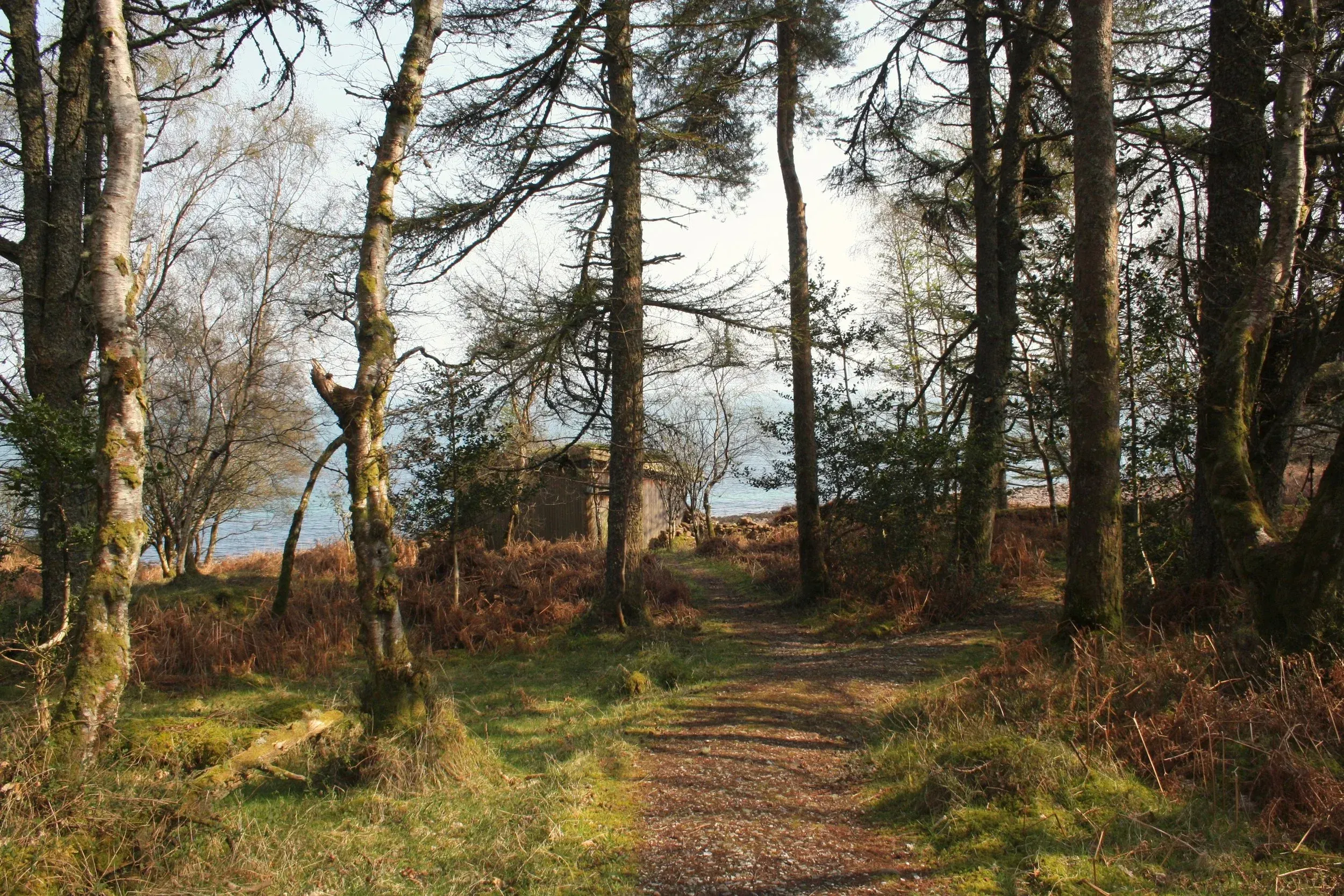 The image captures a forest path leading towards a body of water and a small building, framed by tall trees. The composition is generally good, drawing the eye along the path.
