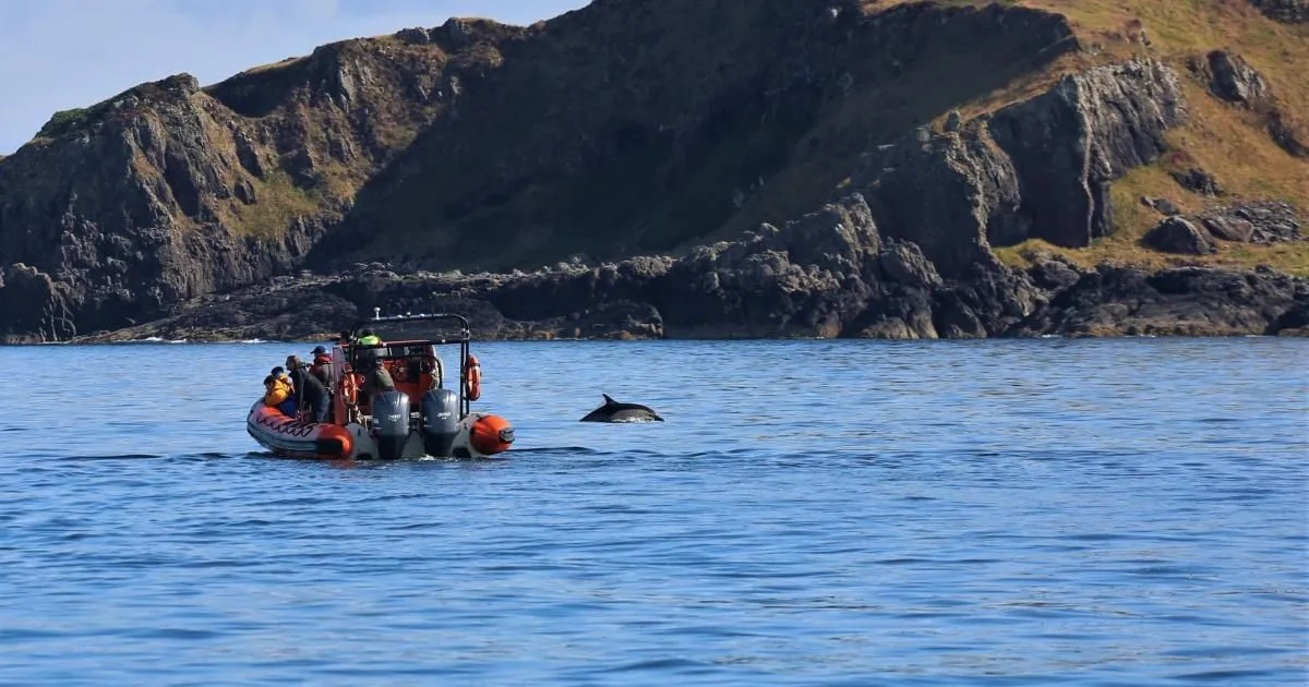 An outdoor shot of a motorized boat with people aboard, positioned on the left side of the frame, observing a dolphin that has surfaced on the right side of the frame. The background features a large, rocky island or coastline under a clear sky, and the water is calm and blue.
