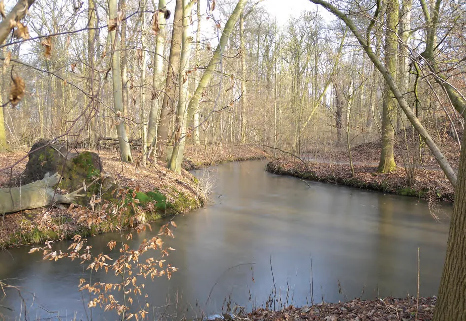 A tranquil scene of a winding stream flowing through a bare winter or early spring forest. The banks are covered with fallen leaves and moss, and tall, leafless trees line both sides of the water.