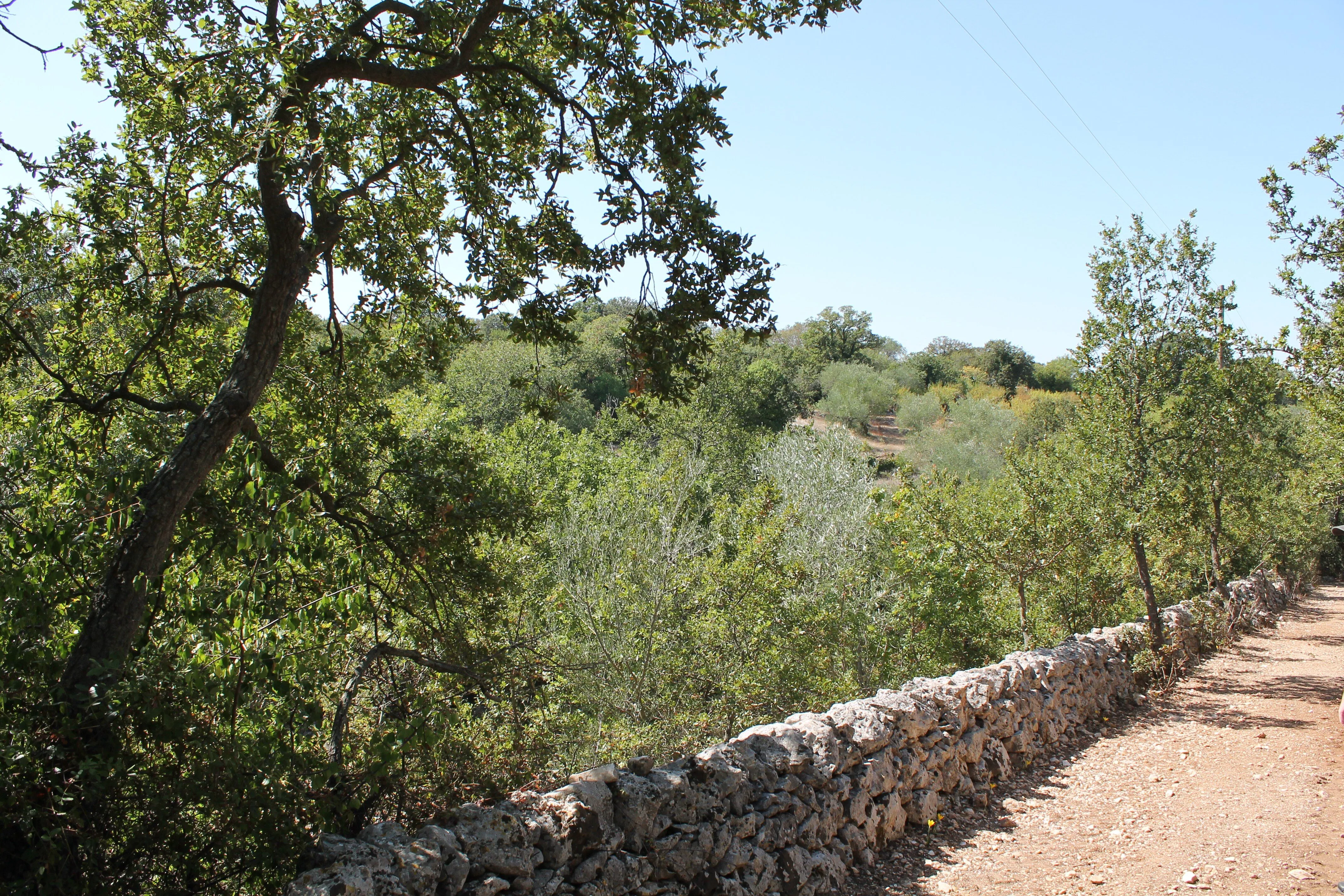 A natural landscape featuring a rustic stone wall along a dirt path, surrounded by dense green trees and vegetation under a clear blue sky.
