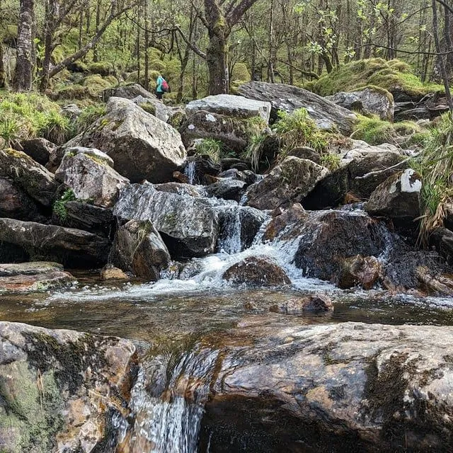 The image is very well-lit with natural and accurate colors, providing a realistic depiction of a forest stream. Sharpness is excellent throughout, with key elements like the water and rocks clearly in focus. The composition is good, but could be more dynamic.