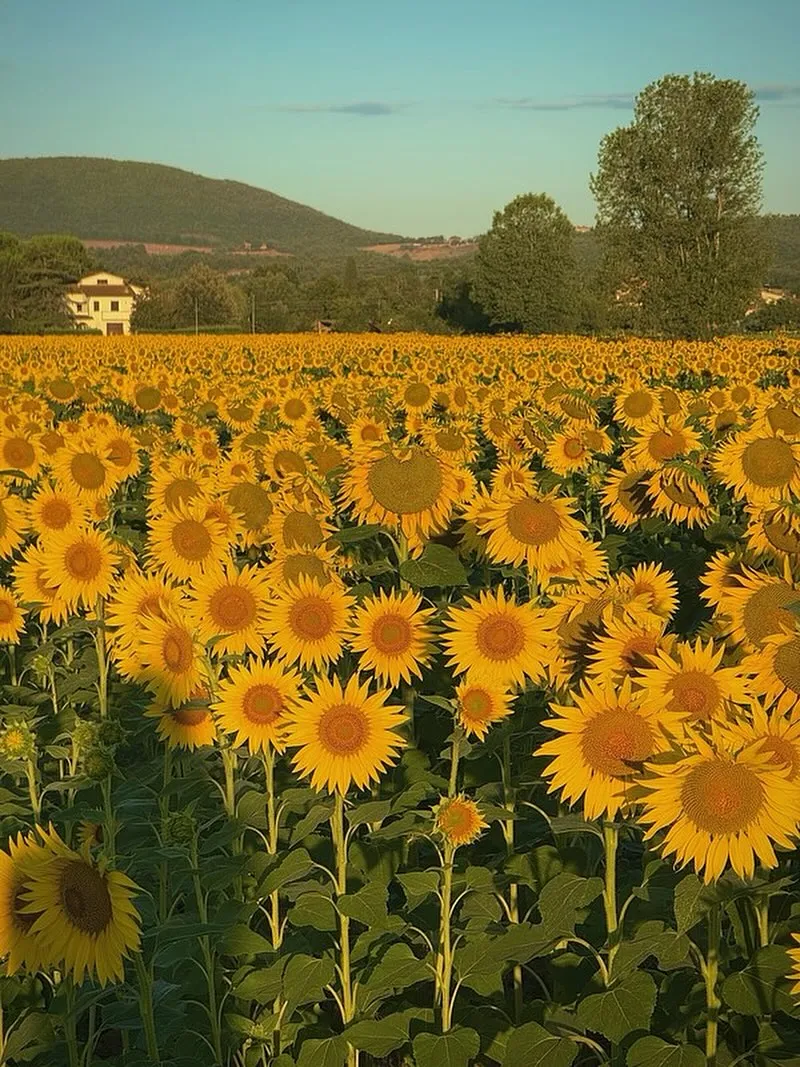 An expansive field of vibrant yellow sunflowers under a clear sky, with a house and rolling hills in the background. The lighting suggests late afternoon or early morning sun.