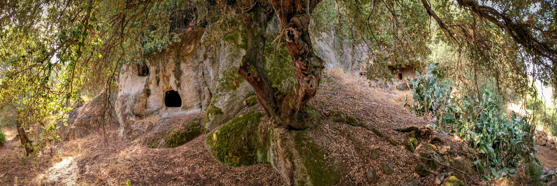 A detailed view of a gnarled tree with exposed roots and thick trunks growing on a moss-covered rock formation, surrounded by fallen leaves in a natural outdoor setting.