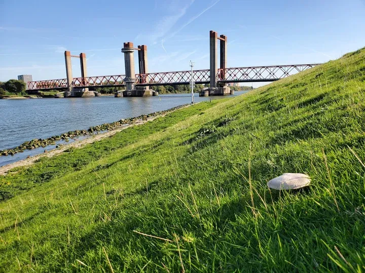 The image features a bridge over a body of water, flanked by a lush green grassy bank under a clear blue sky. The lighting is bright and natural, casting clear shadows. A mushroom is visible in the foreground on the grassy slope.
