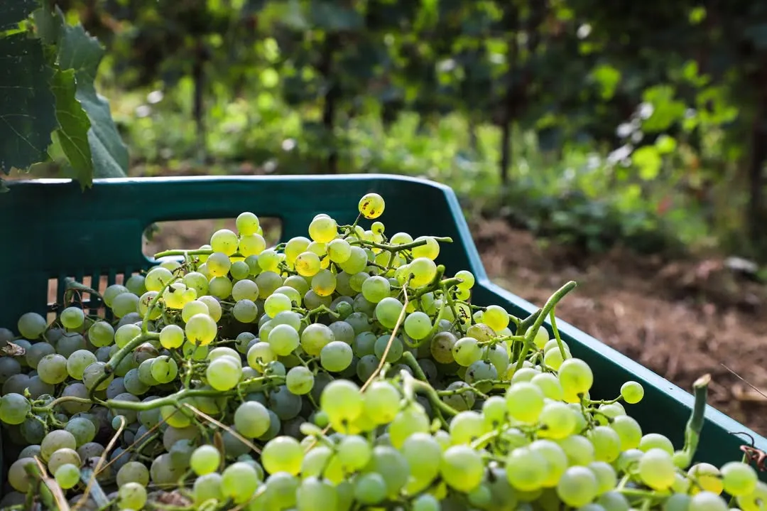 A close-up image of freshly harvested green grapes overflowing from a green crate, set against a softly blurred background of a vineyard or forest. The grapes are vibrant and appear plump and fresh.