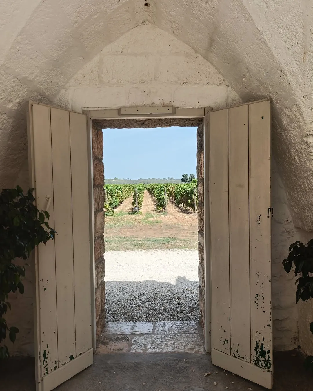 A view of a vineyard through a stone archway, with white wooden doors open to the expansive green rows under a clear sky. The archway is made of rough stone, creating a framed perspective of the rural landscape.