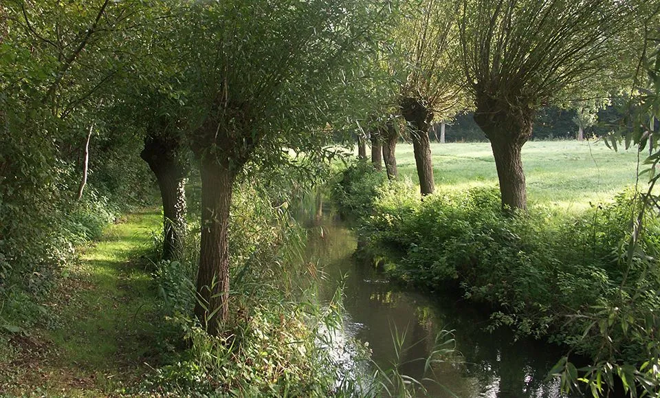 A tranquil scene featuring a narrow stream flowing between pollarded trees and lush green vegetation under natural sunlight.