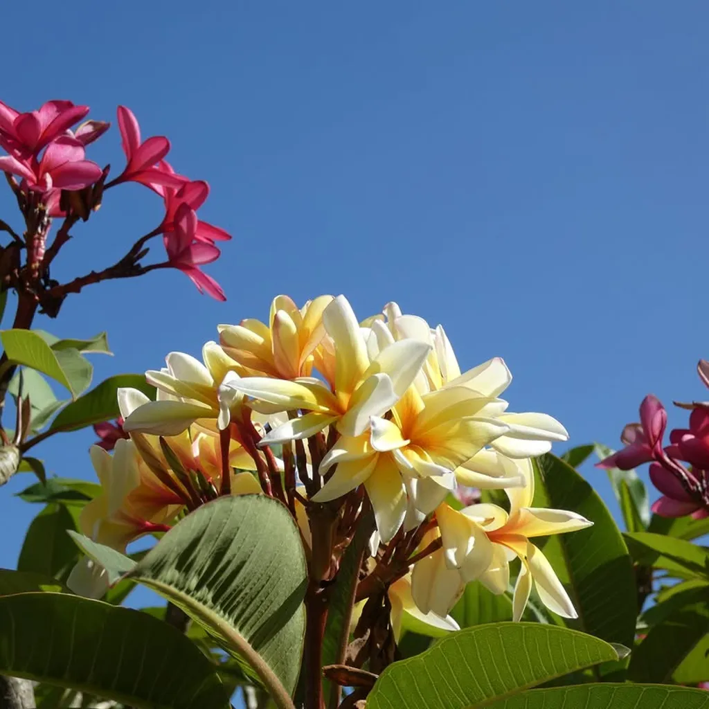 A vibrant close-up photograph of yellow and pink plumeria flowers set against a bright, clear blue sky.