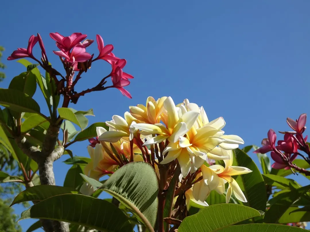A vibrant close-up photograph of yellow and pink plumeria flowers set against a bright, clear blue sky.