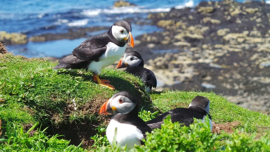 A group of puffins is captured on a grassy cliff overlooking the ocean, with multiple birds visible at different depths. The scene showcases their natural habitat.