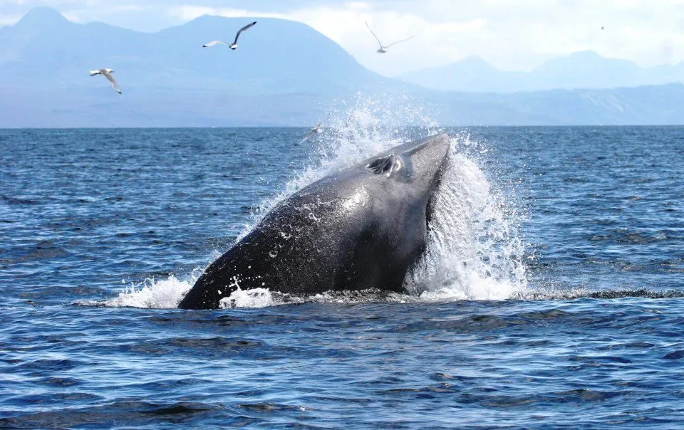 An impactful photo capturing a whale mid-breach, surrounded by dynamic water splashes. The image features a blue ocean, distant mountains, and two birds flying overhead, creating a vivid wildlife scene.