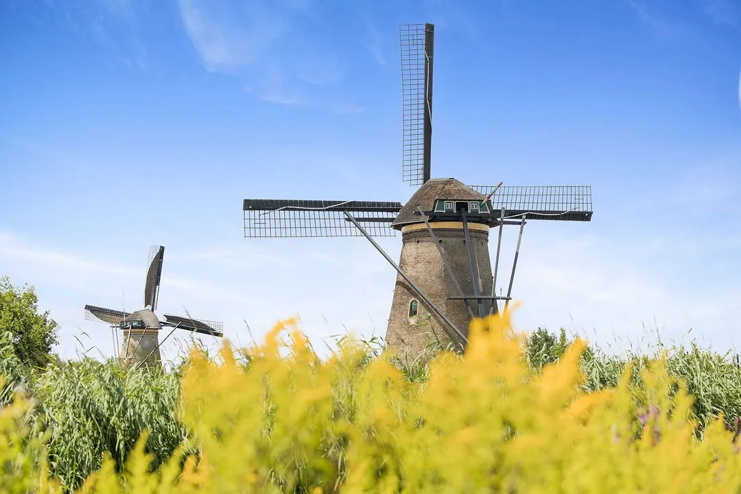 A well-composed and brightly lit photograph showcasing two windmills against a clear blue sky, with a vibrant yellow-green foreground. The main windmill is sharp and in clear focus, with accurate colors and a strong sense of photo-realism.