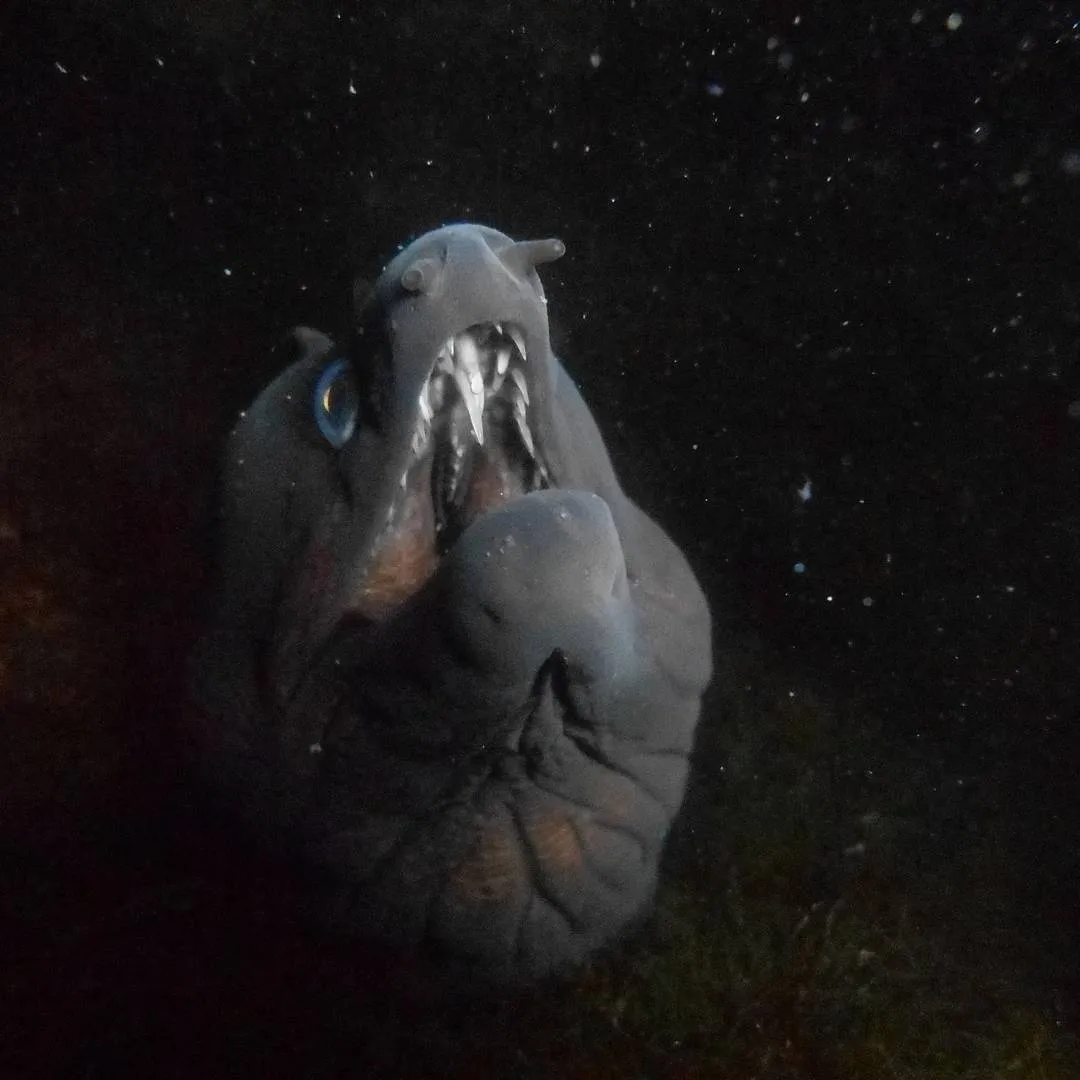 A close-up, dramatic shot of a moray eel with its mouth wide open, revealing its sharp teeth, against a dark underwater background.