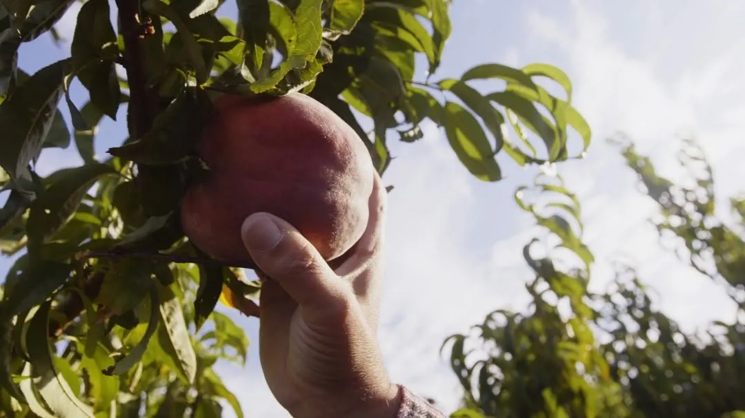 The image features a hand picking a ripe peach directly from the tree, set against a bright blue sky with green foliage. The composition effectively frames the interaction between the hand and the fruit. The lighting is natural and highlights the texture and color of the peach. The primary subjects, the peach and the hand, are sharp and in focus, contributing to the overall photo-realistic quality.