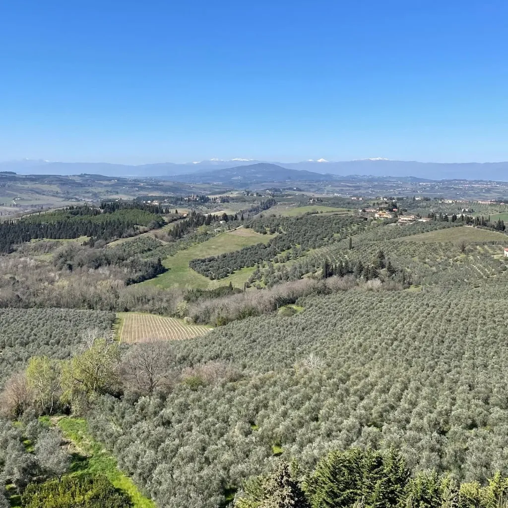 A panoramic view of a vast, sunny countryside featuring rolling hills, extensive olive groves, vineyards, and distant mountains under a clear blue sky.