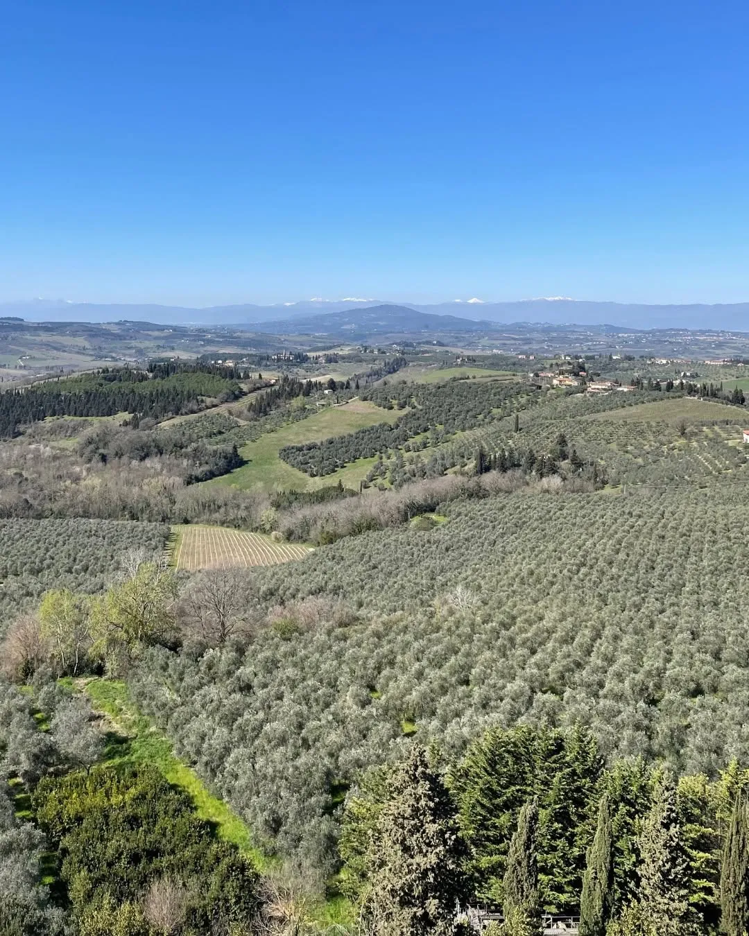 A panoramic view of a vast, sunny countryside featuring rolling hills, extensive olive groves, vineyards, and distant mountains under a clear blue sky.