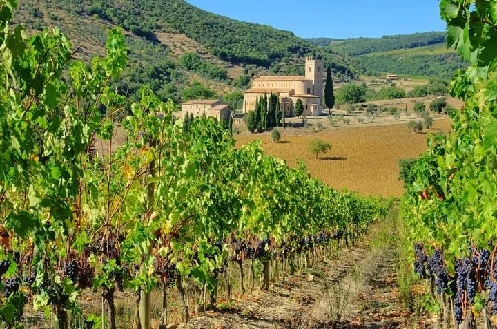 The image displays a well-composed and vibrant landscape featuring rows of vineyards in the foreground, leading towards a historical building (likely a church or monastery) in the mid-ground, set against a backdrop of lush green hills and a clear blue sky. The lighting is natural and even, contributing to the photo-realistic quality and accurate colors.