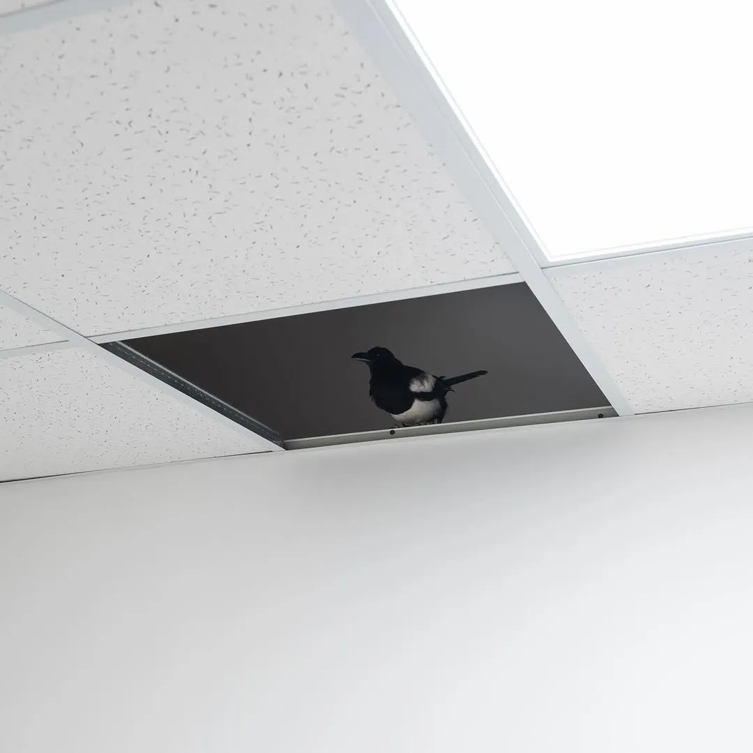 The image features a magpie in a dropped ceiling, which is an unusual and engaging subject. The magpie is sharply in focus, and the composition effectively frames the bird within the dark ceiling tile opening, creating a clear focal point. The lighting is generally good, illuminating the bird well and contributing to the photo-realistic quality. A minor weakness is the very bright ceiling lights, which are close to being overexposed.
