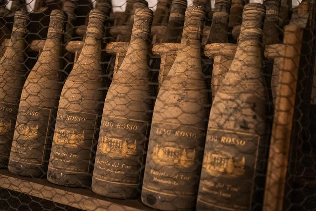 A close-up shot of several aged wine bottles covered in dust and wrapped in a wire mesh, stored on a shelf in what appears to be a cellar.