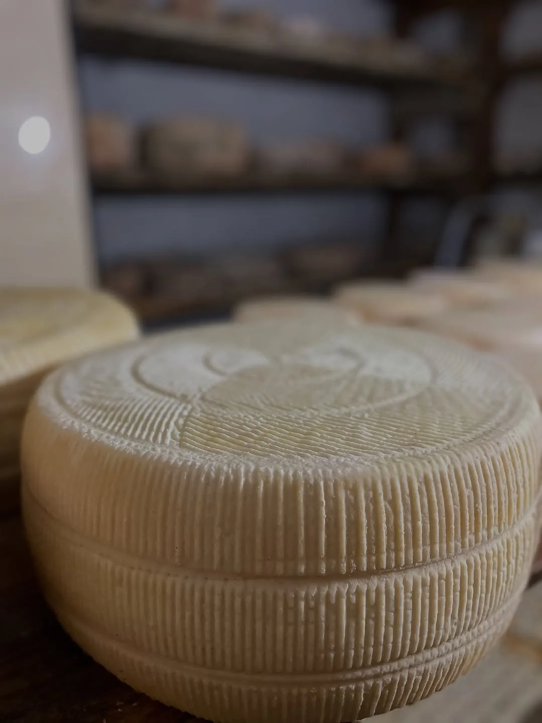 A close-up, low-angle shot of a round, textured cheese wheel, with other blurred cheese wheels in the background, likely in an aging room.