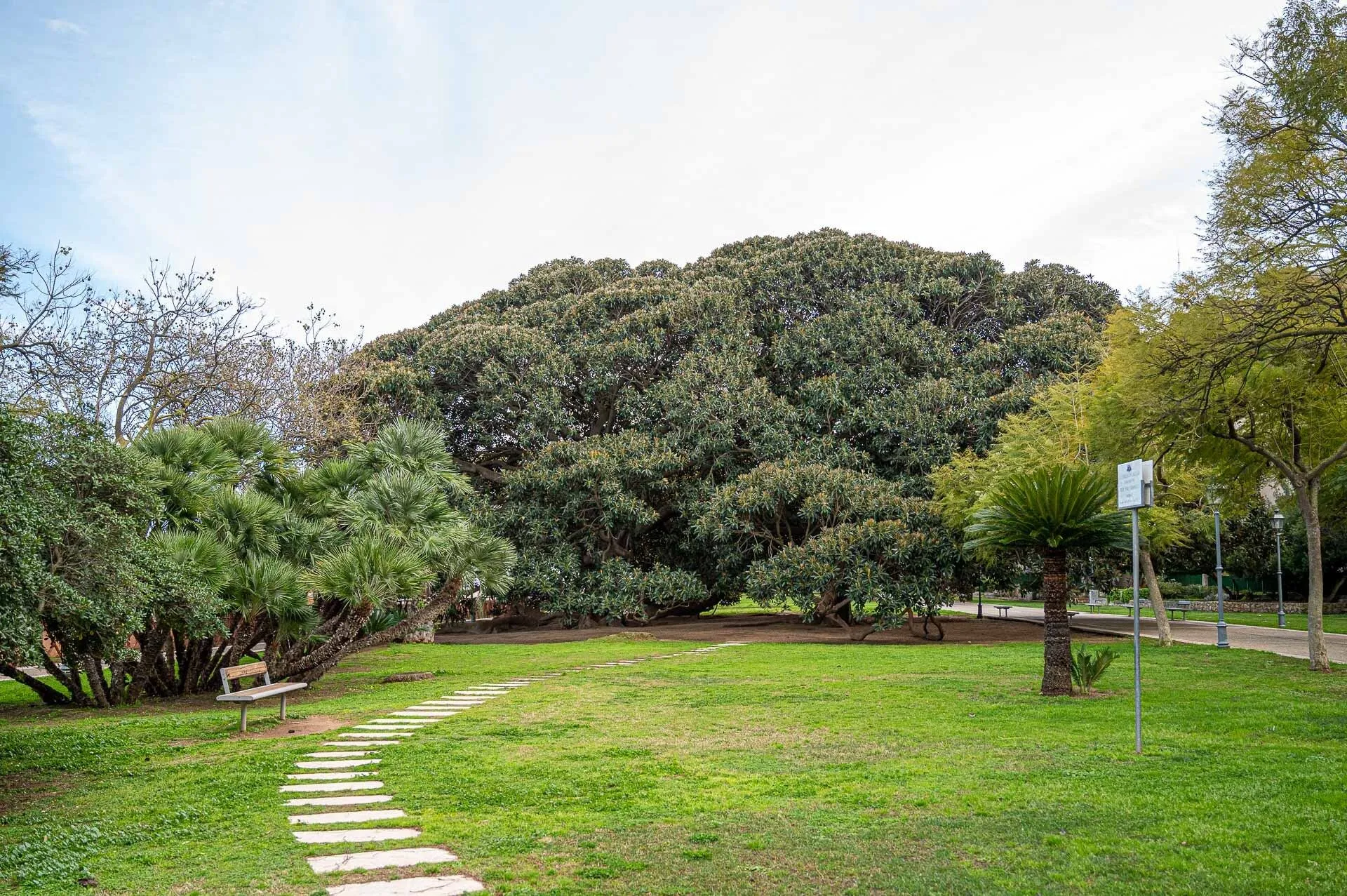 A photograph capturing a large, dense tree dominating a lush green park, with a winding stone path leading into the scene. The grass is vibrant, and the sky is bright with some cloud cover, suggesting a soft, diffused light.