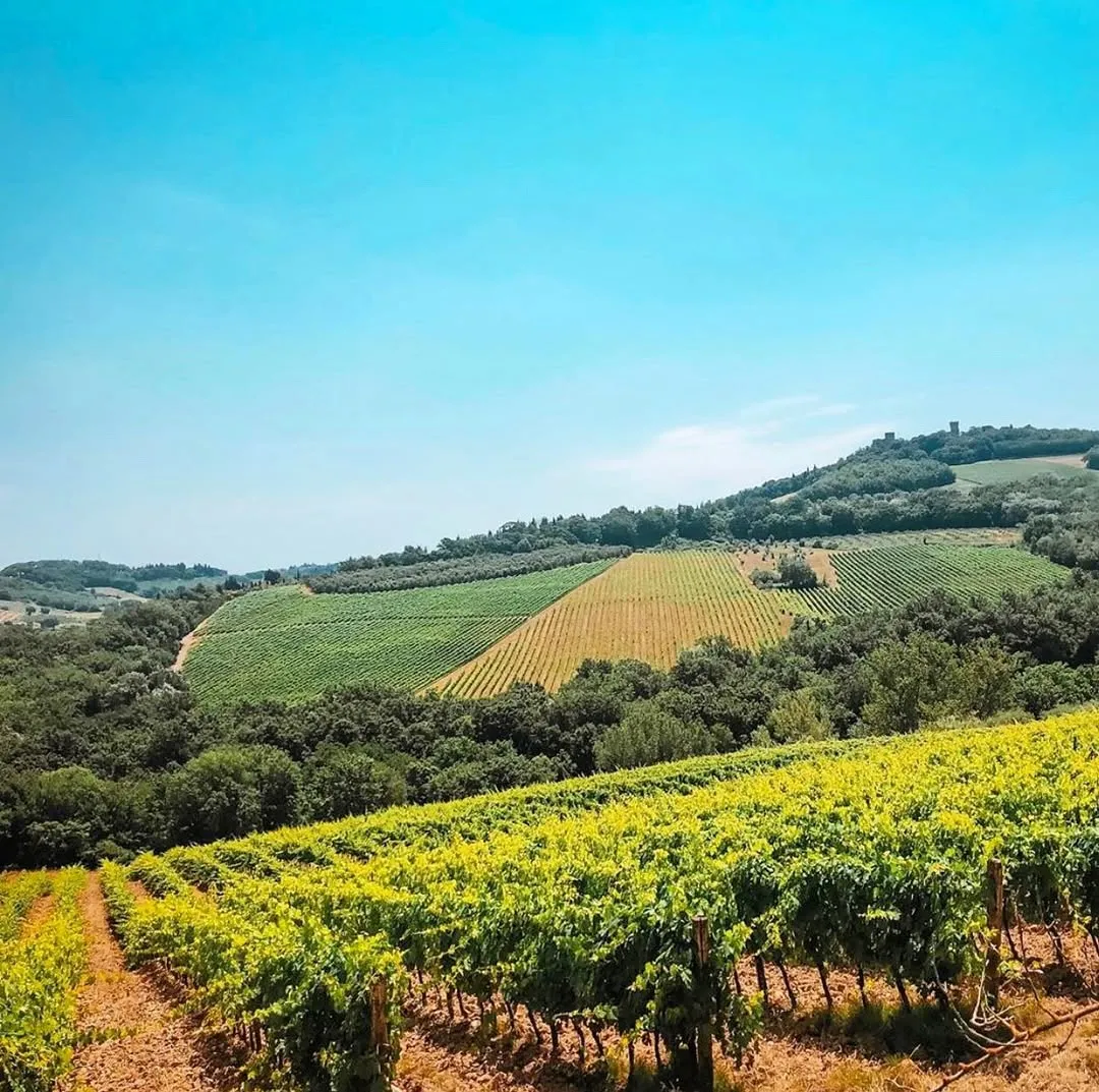 A vibrant and well-composed landscape photo showcasing rolling hills covered in lush vineyards under a clear blue sky.