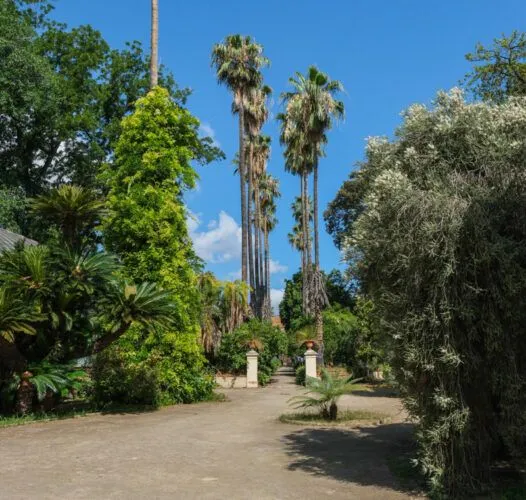 An inviting view of a garden path lined with lush green foliage and tall palm trees against a clear blue sky. The scene is well-lit by natural light, showing vibrant colors and clear details.