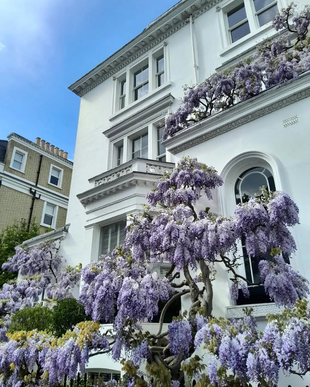 A stunning view of a classic white building facade adorned with abundant, vibrant purple wisteria in full bloom, set against a clear blue sky.