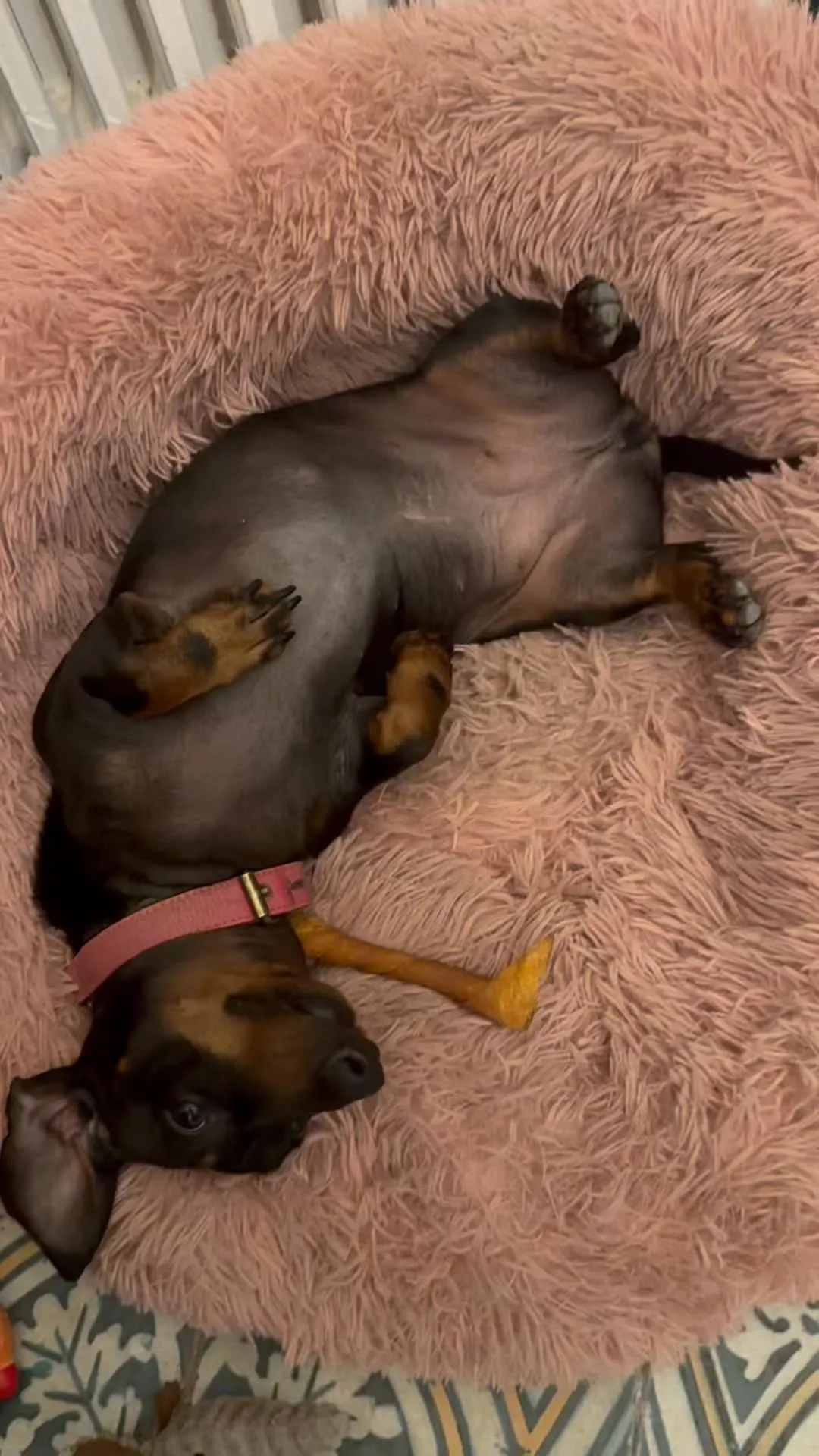A black and tan dachshund is seen lying upside down on a fluffy pink blanket, appearing to be sleeping or very relaxed.