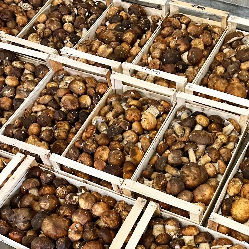 The image prominently features multiple wooden crates brimming with fresh, earthy mushrooms, likely porcini or boletus. The perspective allows for a clear view of the quantity and quality of the produce, suggesting a market or wholesale setting. The mushrooms are presented in their raw, natural state.