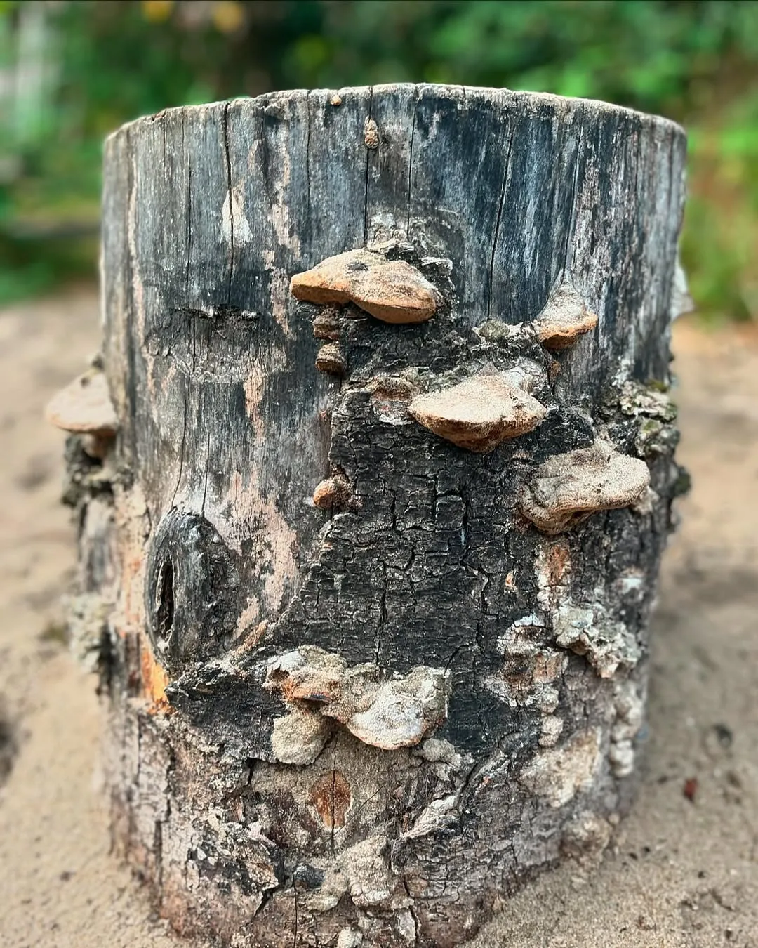 A close-up photograph showcasing fungi growing on the weathered bark of a tree stump, set against a softly blurred natural background.