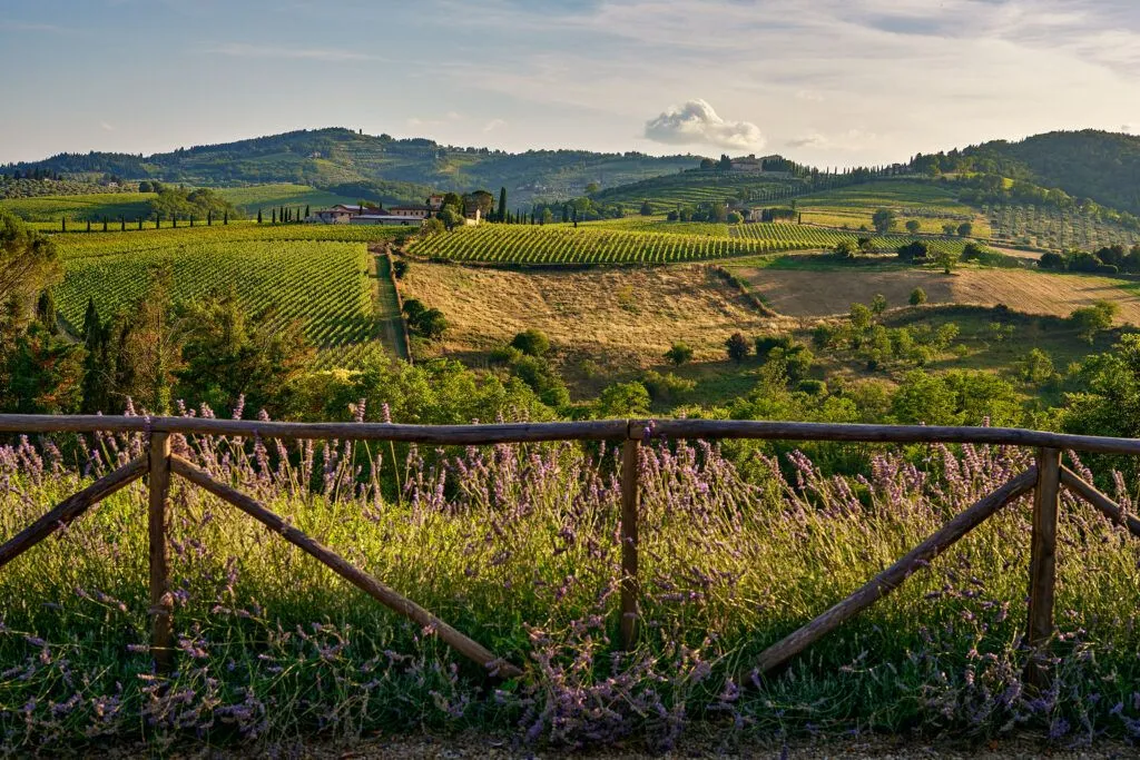 A picturesque view of rolling vineyards and hills in Tuscany, Italy, framed by a rustic wooden fence and blooming lavender in the foreground. The scene is bathed in warm, natural light under a clear sky.