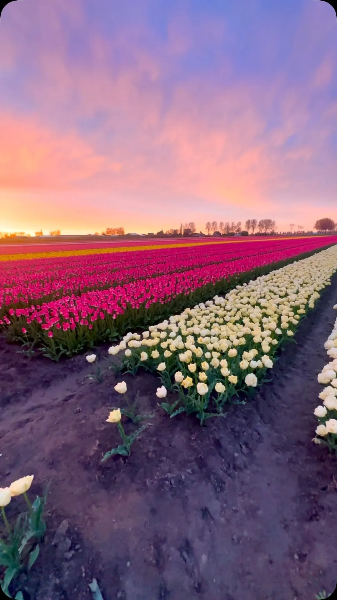 A stunning landscape image capturing vast fields of blooming tulips under a vibrant sunset or sunrise sky. The composition utilizes leading lines from the rows of flowers, drawing the eye towards the horizon. The lighting is soft and warm, highlighting the rich colors of the tulips and the dramatic sky.