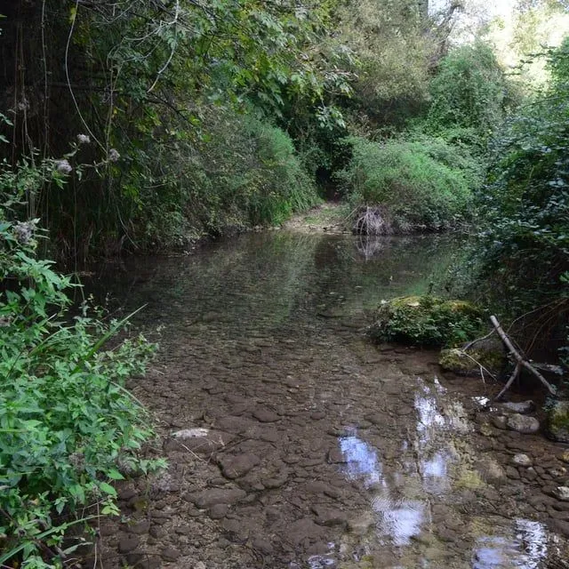 A natural scene featuring a clear, shallow stream flowing through a densely vegetated area, with lush green foliage lining both banks and rocks visible through the water.