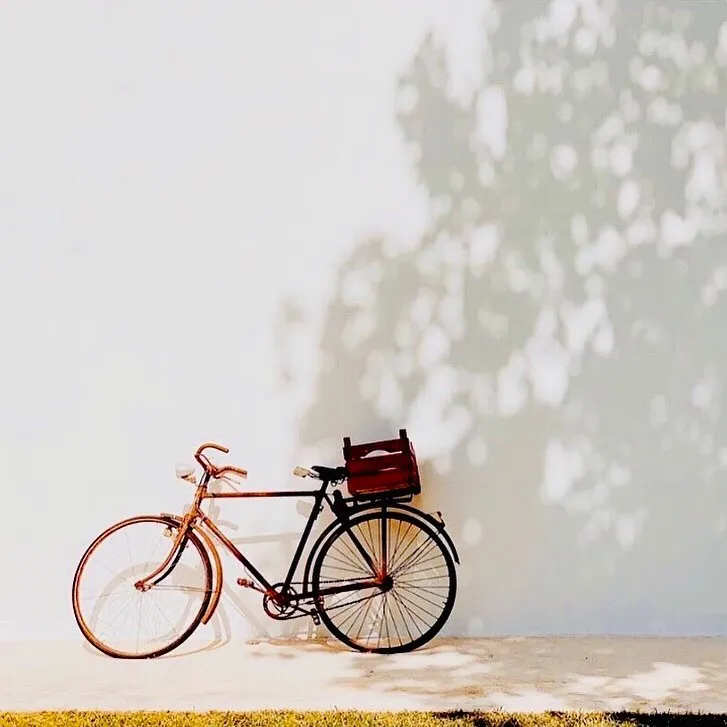 A vintage-style bicycle is parked against a clean white wall, with dappled sunlight creating intricate leaf shadows across the surface. A small wooden crate is attached to the rear rack of the bicycle. The ground consists of a concrete path leading to a patch of green grass at the bottom.