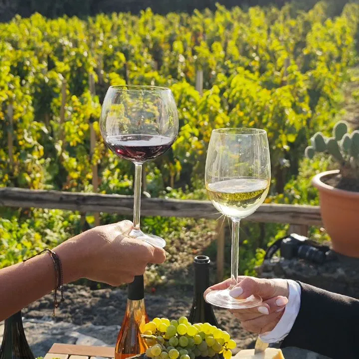 A close-up shot of two people holding wine glasses, one with red wine and one with white wine, against a blurred background of a sunlit vineyard. In the foreground, grapes and cheese are visible on a table.