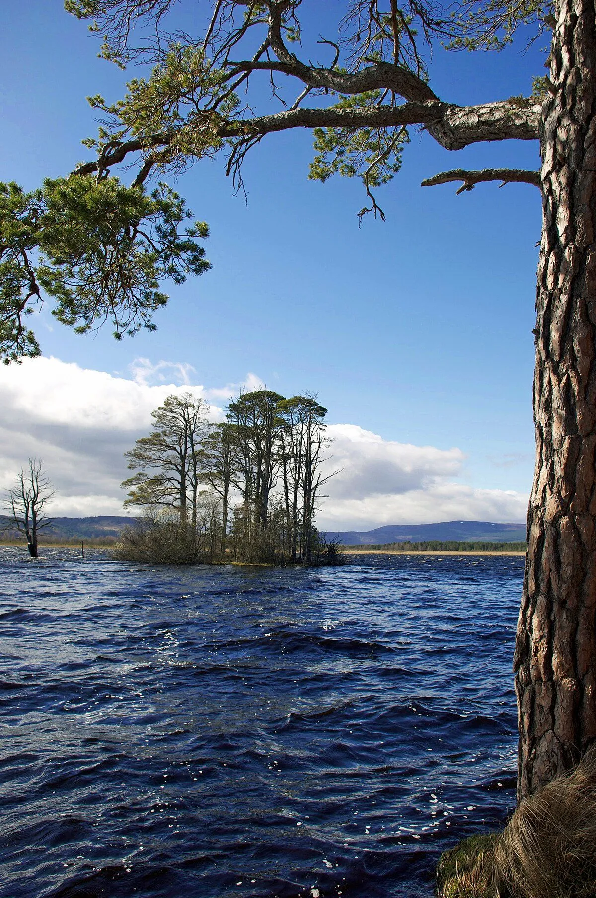 An image capturing a serene lake scene with an island of trees under a clear sky with scattered clouds.