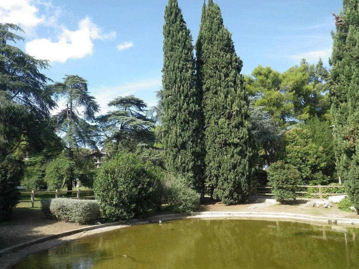 An outdoor scene depicting a tranquil park or garden with a still, green-tinted pond in the foreground. Two prominent, tall cypress trees stand beside the pond, reaching towards a clear blue sky dotted with white clouds. Surrounding the pond and cypress trees are various other green trees and dense shrubs, with a small wooden fence visible in the background.
