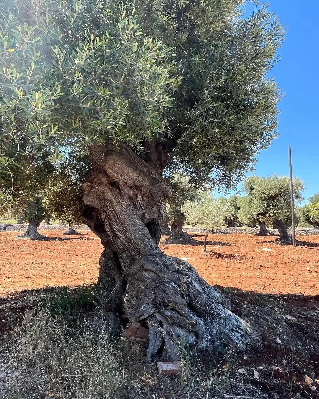 An ancient olive tree with a gnarled trunk stands prominently in a field with reddish soil under a clear blue sky. Other olive trees are visible in the background.