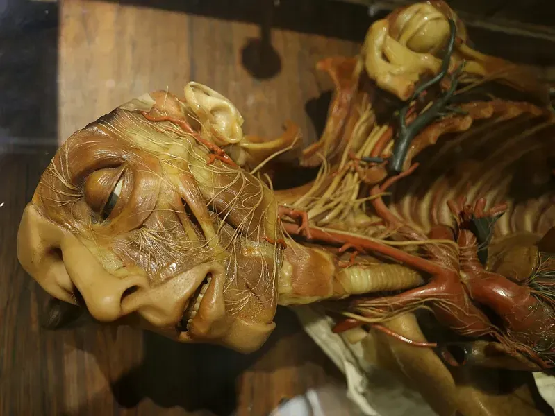The image prominently features an anatomical model, showcasing intricate details of human nerves, muscles, and vessels. The model appears to be of the head and upper torso, presented in a realistic and detailed manner.