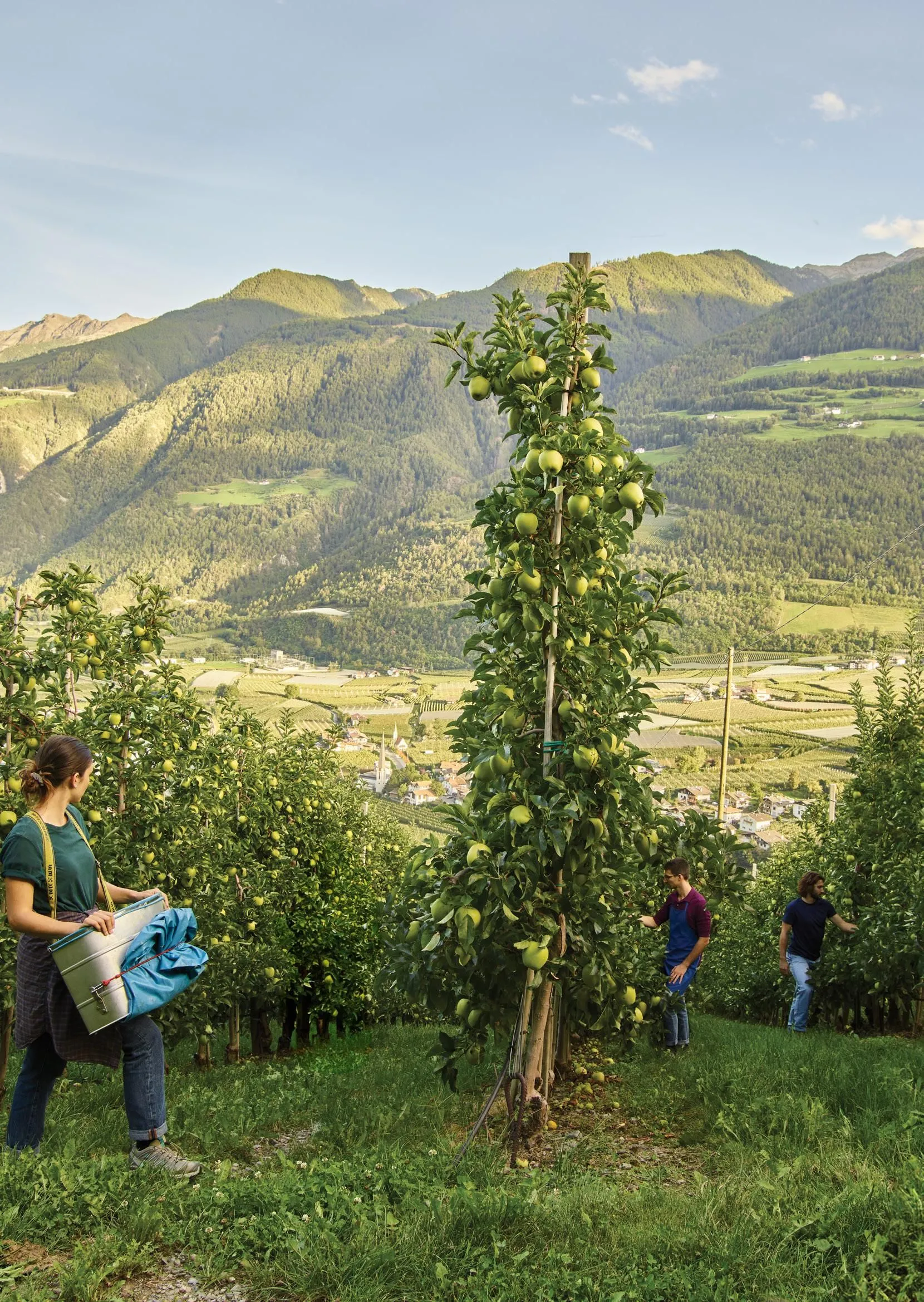 An image depicting an apple orchard with workers during what appears to be harvest time. The scene is set on a hillside with lush green trees full of apples, overlooking a valley with mountains in the background. Three individuals are visible, seemingly tending to the trees or collecting apples.