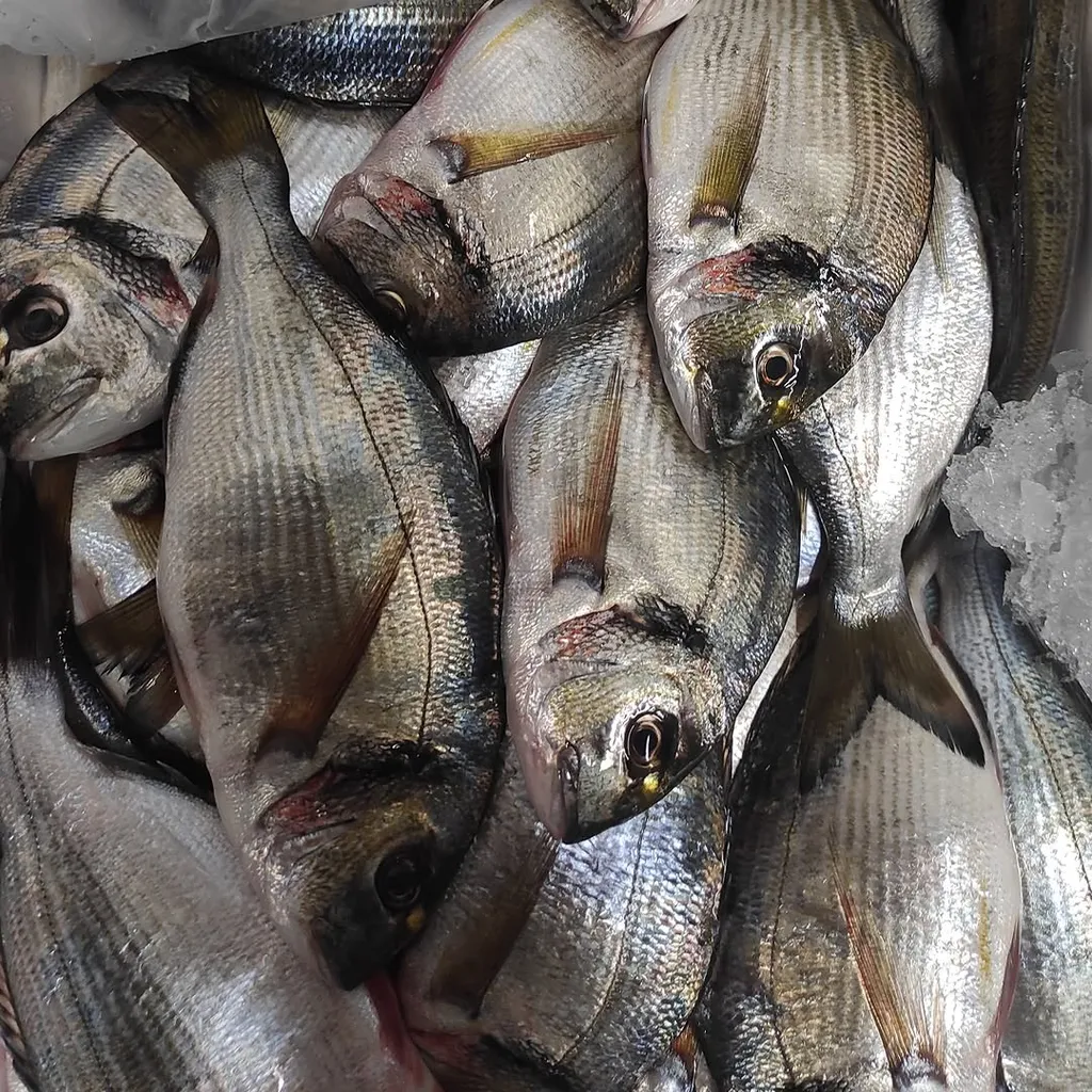 A close-up image of several fresh, whole silver fish piled together, likely on ice, showcasing their scales and eyes.