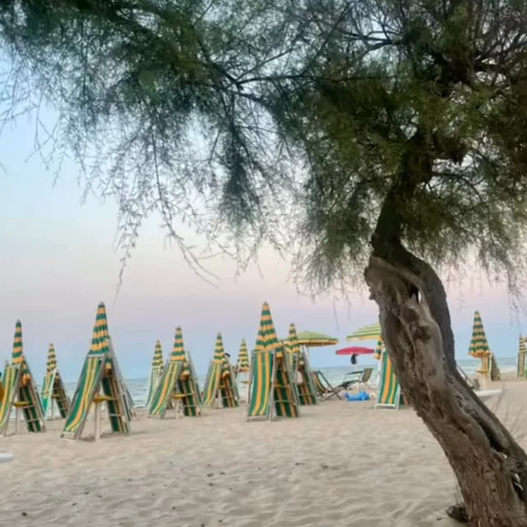 A peaceful view of a beach at what appears to be dusk or dawn, featuring numerous green and yellow striped beach umbrellas and chairs, with a large tree in the foreground framing the scene.