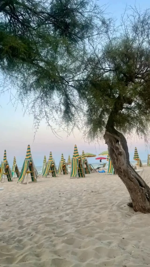 A peaceful view of a beach at what appears to be dusk or dawn, featuring numerous green and yellow striped beach umbrellas and chairs, with a large tree in the foreground framing the scene.