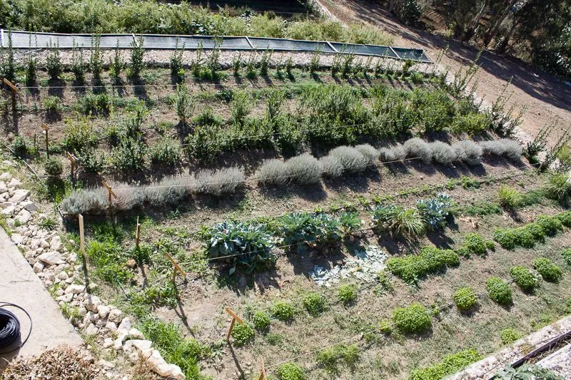 An aerial or high-angle view of a terraced garden or farm, showing multiple rows of various plants and crops growing in cultivated beds under natural sunlight.