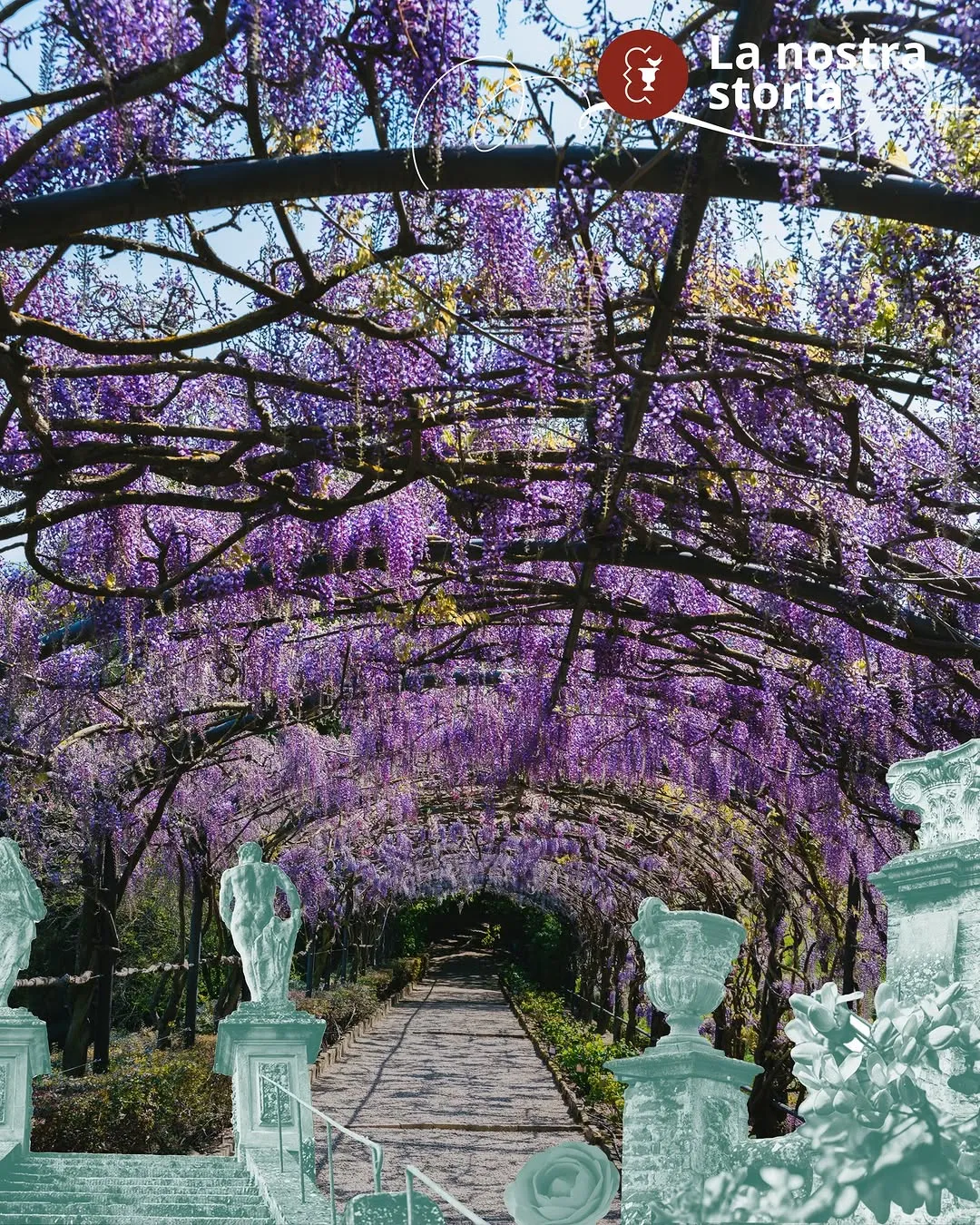 A beautiful view of a wisteria-covered pergola or archway, forming a tunnel of vibrant purple flowers. A stone path leads through the center, and partially visible statues/urns are in the foreground.