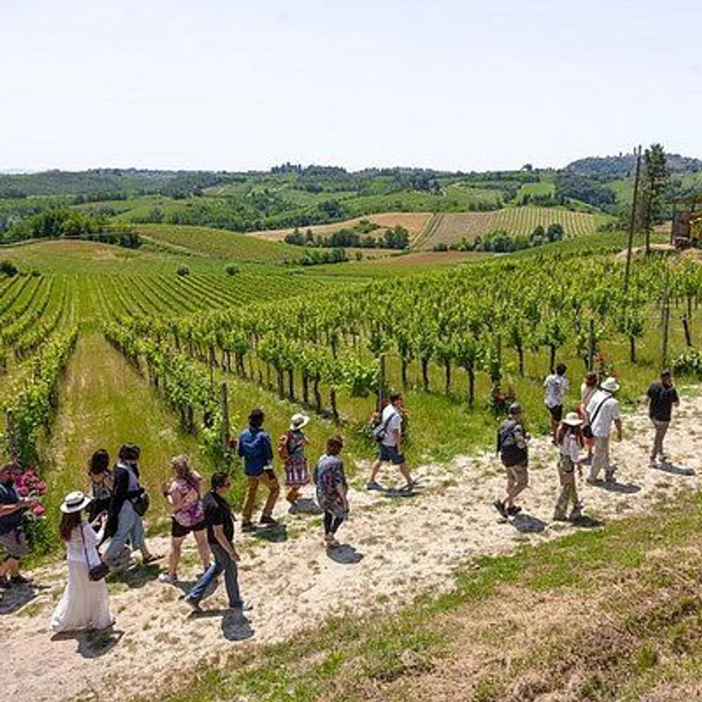 A group of people are walking on a dirt path through a vineyard on a sunny day. Rolling hills covered in vineyards stretch into the distance under a bright sky.