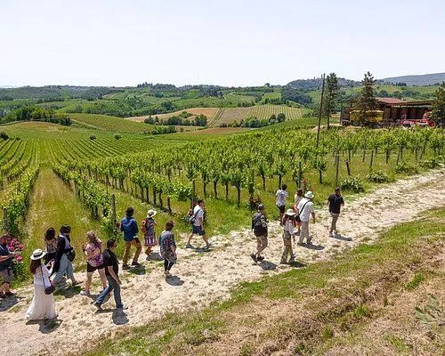 A group of people are walking on a dirt path through a vineyard on a sunny day. Rolling hills covered in vineyards stretch into the distance under a bright sky.