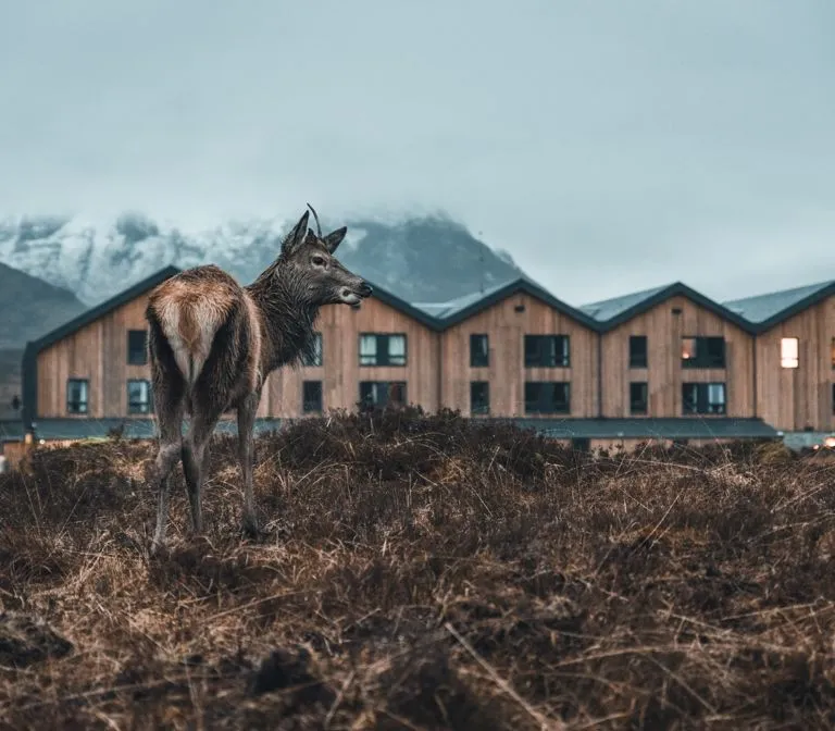 An image featuring a deer in the foreground, looking back over its shoulder, with modern wooden buildings and misty mountains in the background. The scene is set in an open, natural landscape with dry grass.